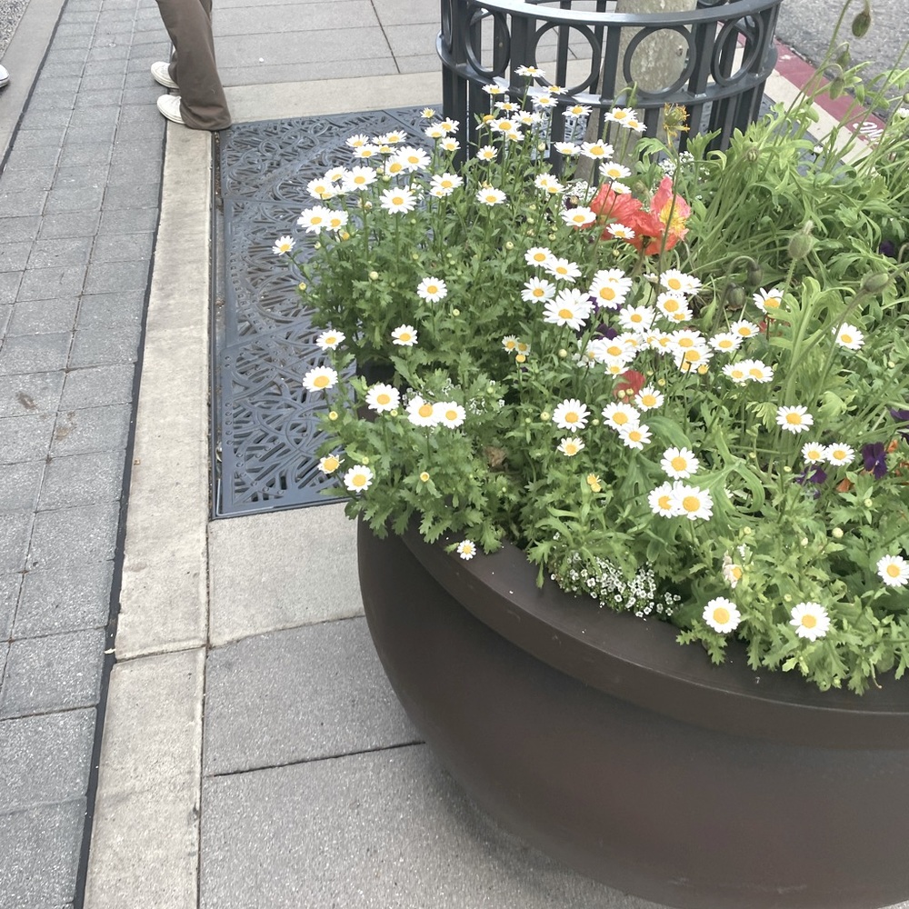 Meet your Posher, Jenn m